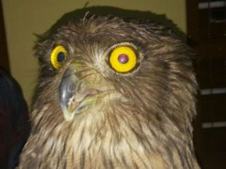 2 ಲಕ್ಷ ರುಪಾಯಿ ಮೌಲ್ಯದ ಒಂದು ಗೂಬೆ ಸಾಗಿಸುತ್ತಿದ್ದ ಮೂವರು ಅಂದರ್