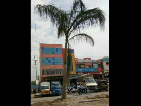 ಜೇವರ್ಗಿಗೆ ರಾಹುಲ್ ಭೇಟಿ, ಸ್ವಾಗತಿಸಲು ಪ್ರತ್ಯಕ್ಷವಾದ ಮರಗಳು !