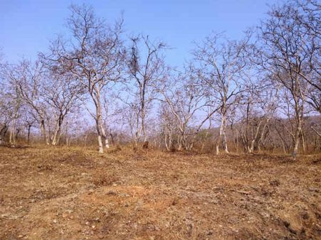 ಒಣಗಿದ ಬಂಡೀಪುರ ಅರಣ್ಯ: ಕಾಳ್ಗಿಚ್ಚಿನ ಭಯ, ನೀರಿನ ಚಿಂತೆ!