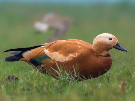 ಗೂಡ್ಸ್ ರೈಲಿನಲ್ಲಿ ಮೈಸೂರು ಮೃಗಾಲಯಕ್ಕೆ ಬಂದ ಅಪರೂಪದ ಅತಿಥಿಗಳು!