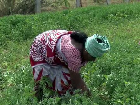 ಕೃಷಿ ಕ್ಷೇತ್ರದಲ್ಲಿ ದಿಟ್ಟ ಹೆಜ್ಜೆ ಇಟ್ಟ ದೊಡ್ಡಬಳ್ಳಾಪುರದ ಉಮಾದೇವಿ