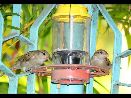 ಚಿಲಿಪಿಲಿ ಗುಬ್ಬಚ್ಚಿಯ ನಿಗೂಢ ಕಣ್ಮರೆ... ವಿಶ್ವ ಗುಬ್ಬಿ ದಿನದ ಆತಂಕ