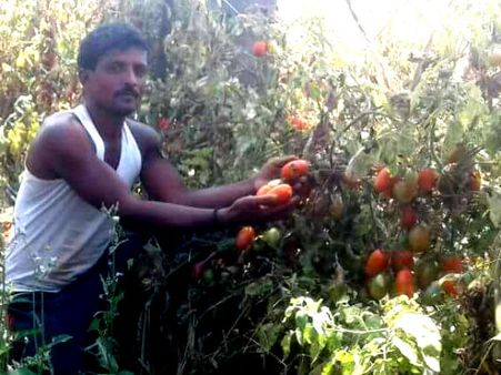 ಕೇಜಿ ಟೊಮೆಟೋ ಖರೀದಿಗೆ 4 ರುಪಾಯಿ, ರೈತರ ಕಣ್ಣೀರು