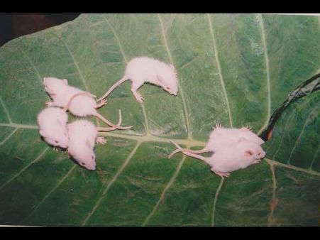 ಬಿಳಿ ಇಲಿಯನ್ನು ಸಾಕಿದ ಸಂತಸ ಹಾಗೂ ಸಂಕಟಗಳು