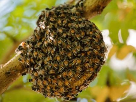 ಲಾಲ್‌ಬಾಗ್‌ಗೆ ಇನ್ನುಮುಂದೆ ಪರ್ಫ್ಯೂಮ್ ಹಾಕಿಕೊಂಡು ಹೋಗುವಂತಿಲ್ಲ!