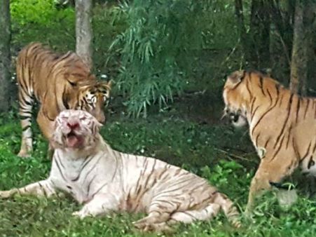 ಬೆಂಗಳೂರಿನ ತ್ಯಾಜ್ಯದಿಂದ ಬನ್ನೇರುಘಟ್ಟ ಉದ್ಯಾನವನ್ನು ರಕ್ಷಿಸಿ