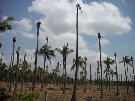 ಹಿರಿಯೂರನ್ನು ಹಿಂಡಿ ಹಿಪ್ಪೆ ಮಾಡುತ್ತಿವೆ ಆ ಭಯಾನಕ ಸಮಸ್ಯೆಗಳು...