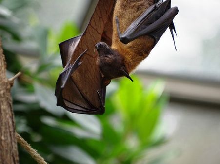 ಶಾಲೆಯ ಬಳಿ 18 ಮೃತ ಬಾವಲಿಗಳು ಪತ್ತೆ: ನಿಪಾಹ್ ವೈರಸ್ ಭೀತಿ