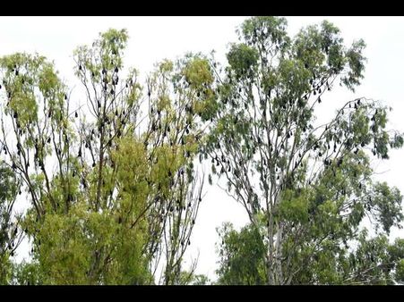 ಬಾವಲಿಗಳು ಅಭಿವೃದ್ಧಿಯ ಸಂಕೇತ ಎಂದ ಕಡಜೆಟ್ಟಿ ಗ್ರಾಮಸ್ಥರು!