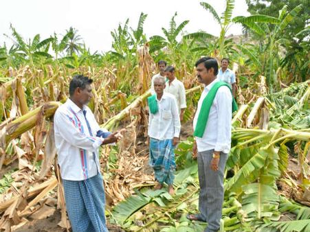 ಮಳೆಗೆ ನೆಲ ಕಚ್ಚಿದ ಬೆಳೆ : ಆರ್ಥಿಕ ಸಂಕಷ್ಟದಲ್ಲಿ ರೈತರು