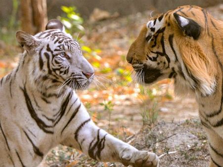 ವಿಶ್ವ ಜೀವವೈವಿಧ್ಯ ದಿನ: ನಿಸರ್ಗ ಎಂಬ ವಿಸ್ಮಯದ ಗೂಡು