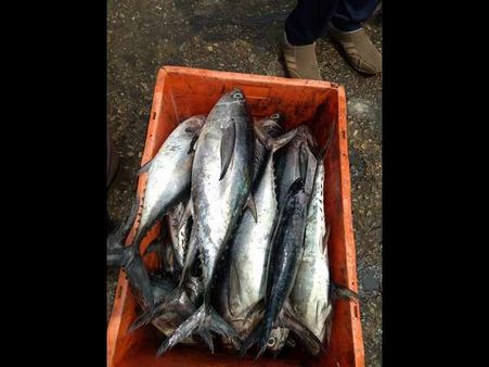 ಜೂನ್ 1 ರಿಂದ ಮೀನುಗಾರಿಕೆ ನಿಷೇಧ: ಯಾವ ಕಾರಣಕ್ಕೆ ಗೊತ್ತಾ?