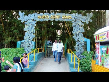 ರಮಣೀಯ ಕಾವೇರಿ ನಿಸರ್ಗಧಾಮಕ್ಕೆ ಬಿದಿರು ಮೆಳೆಗಳ ಮೆರಗು