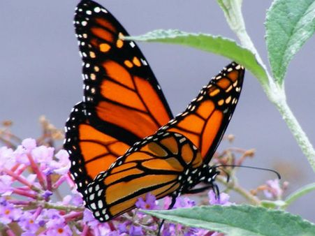 ಲಾಲ್‌ಬಾಗ್‌ನಲ್ಲಿ ಚಿಟ್ಟೆ ಪಾರ್ಕ್: ಅಳಿವಿನಂಚಿನ ಚಿಟ್ಟೆಗಳನ್ನು ಉಳಿಸಲು ಕ್ರಮ