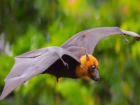 ಗೋವಾದಲ್ಲೂ ಶುರುವಾಯ್ತು ಮಾರಣಾಂತಿಕ ನಿಪಾಹ್ ವೈರಸ್ ಭೀತಿ