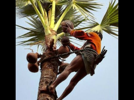 ನಿಪಾಹ್ ಎಫೆಕ್ಟ್ ಗೆ ಭಾರಿ ನಷ್ಟದಲ್ಲಿದ್ದಾರೆ ಶೇಂದಿ ವ್ಯಾಪಾರಿಗಳು!