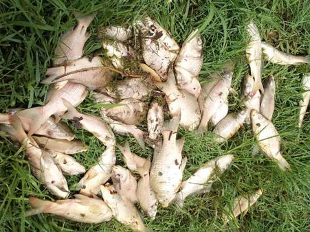 ಪಿರಿಯಾಪಟ್ಟಣದ ಅಯ್ಯನಕೆರೆಯಲ್ಲಿ ಮೀನುಗಳ ಮಾರಣಹೋಮ