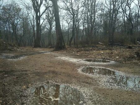 ನಾಗರಹೊಳೆ ಕಾಡಿನಿಂದ ನಾಡಿಗೆ ಬಂದ 53 ಆದಿವಾಸಿ ಕುಟುಂಬಗಳು