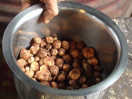 ಮುಂಗಾರಿನ ಪ್ರಾರಂಭದಲ್ಲಿ ಮಾತ್ರ ಸಿಗುವ ಕಲ್ಲಣಬೆ ಬಗ್ಗೆ ನಿಮಗೆಷ್ಟು ಗೊತ್ತು?