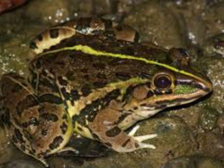 ಗೋವಾದಲ್ಲಿ ಕಪ್ಪೆಗೆ ಭಾರೀ ಬೇಡಿಕೆ, ಕರಾವಳಿಯಲ್ಲಿ ಅಕ್ರಮ ಬೇಟೆ ಆರಂಭ