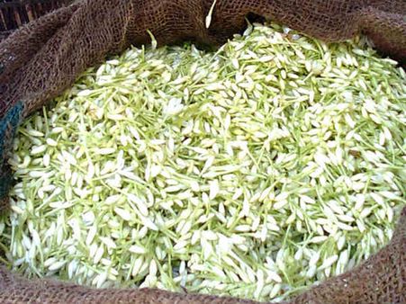 'ಮಲ್ಲಿಗೆ ಸುಗ್ಗಿ'ಯ ಸಂಭ್ರಮದಲಿ ಬಳ್ಳಾರಿಯ ಹೂವಿನಹಡಗಲಿ