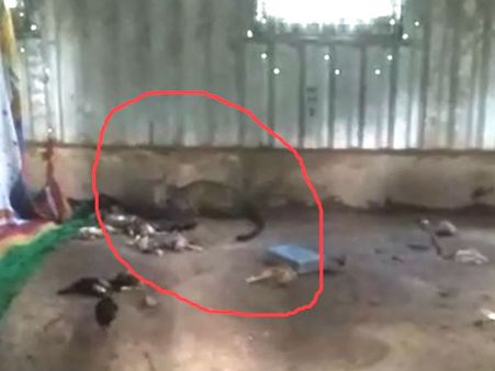 ಕೊರಟಗೆರೆ: ಕೋಳಿ ತಿನ್ನಲು ಬಂದು ಶೆಡ್‌ನಲ್ಲಿ ಬಂಧಿಯಾದ ಚಿರತೆ