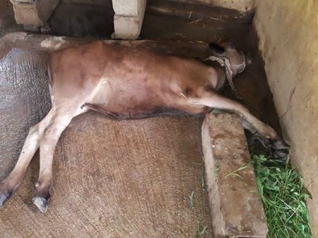 ರಾಮನಗರದಲ್ಲಿ ಮತ್ತೇ ಕಾಣಿಸಿಕೊಂಡ ಕಾಲುಬಾಯಿ ಜ್ವರ: 26 ರಾಸುಗಳು ಸಾವು