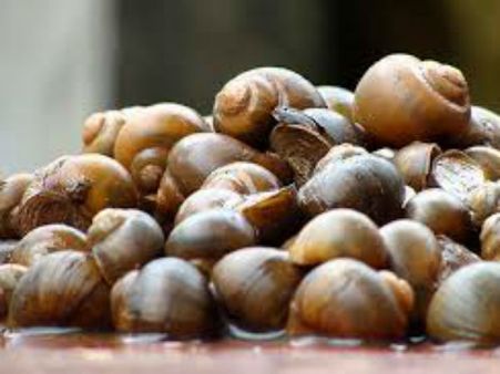 ಕರಾವಳಿಯ ಗದ್ದೆ, ಅಡುಗೆ ಮನೆಯಿಂದ ಮಾಯವಾಗಿವೆ ಶಂಕುಹುಳುಗಳು