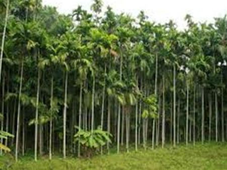 ಅಡಿಕೆ ಬೆಳೆಗೆ ಕೊಳೆರೋಗ, ಆತಂಕದಲ್ಲಿ ಬೆಳೆಗಾರರು