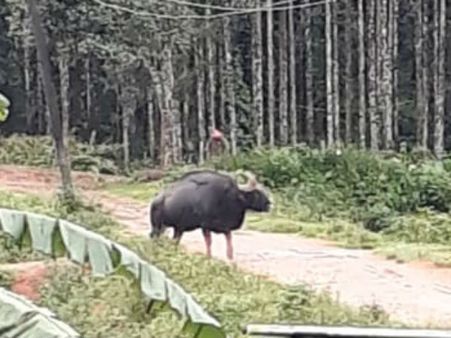 ಲೋಕವಳ್ಳಿಗೆ ಲಗ್ಗೆಯಿಟ್ಟ ಕಾಡೆಮ್ಮೆ: ಓಡಿಸಲು ಹರಸಾಹಸ ಪಟ್ಟ ಸ್ಥಳೀಯರು