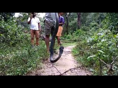 ಬೆಳ್ತಂಗಡಿಯಲ್ಲಿ ಆಹಾರ ಅರಸಿ ನಾಡಿಗೆ ಬಂದ ಭಾರೀ ಗಾತ್ರದ ಕಾಳಿಂಗನ ರಕ್ಷಣೆ