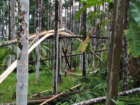 ಕರಾವಳಿಯಲ್ಲಿ ಬಿರುಗಾಳಿ ಸಹಿತ ಮಳೆ: ಧರೆಗುರುಳಿದ ಮರಗಳು