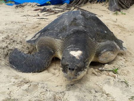 ಉಡುಪಿ: ಕಡಲಾಮೆ ಜೀವ ಉಳಿಸಿ ಮಾನವೀಯತೆ ಮೆರೆದ ಮೀನುಗಾರ