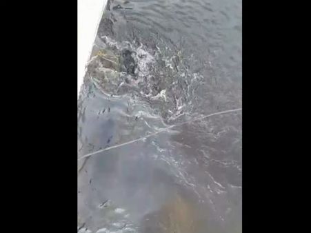 ಜಲಚರಗಳ ಜೀವಕ್ಕೆ ಕುತ್ತು ತಂದ ರಾಯಚೂರಿನ ವಿದ್ಯುತ್ ಸ್ಥಾವರಗಳು