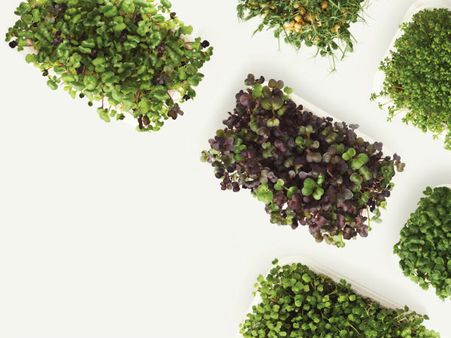 ಜಯನಗರದಲ್ಲಿ ಮೈಕ್ರೋಗ್ರೀನ್ಸ್ ಬೆಳೆಸಿ ಕಾರ್ಯಾಗಾರ