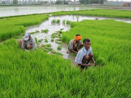 ಭತ್ತಕ್ಕೆ 200 ರೂ. ಕನಿಷ್ಠ ಬೆಂಬಲ ಬೆಲೆ: ಕೇಂದ್ರ ಸಂಪುಟ ಅನುಮೋದನೆ