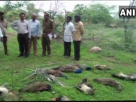 ತೆಲಂಗಾಣದಲ್ಲಿ ನವಿಲುಗಳ ಮಾರಣಹೋಮ: ರೈತರೇ ಕಾರಣ ಎಂದ ಸರ್ಕಾರ