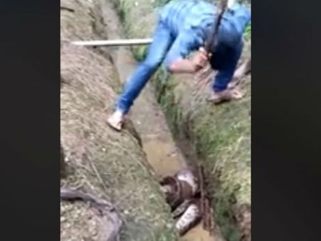 ವೈರಲ್ ವಿಡಿಯೋ: ದೈತ್ಯ ಹೆಬ್ಬಾವಿನಿಂದ ಪಾರಾದ ಸಾಕು ನಾಯಿ