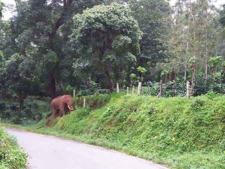 ಚಿಕ್ಕಮಗಳೂರು‌: ಕಾಡೆಮ್ಮೆ ಹೋಯ್ತು, ಕಾಡಾನೆ ಬಂತು..!
