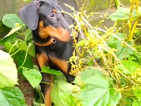 ಶೀರೂರು ಶ್ರೀ ಅಗಲಿಕೆಯಿಂದ ಒಬ್ಬಂಟಿಯಾದ ರೂಬಿ