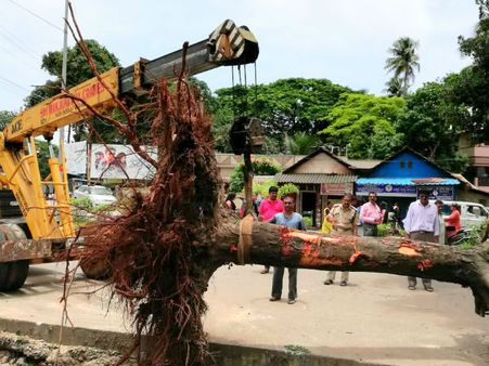 ಮಂಗಳೂರಿನಲ್ಲಿ ಬುಡಸಮೇತ ಮರ ಸ್ಥಳಾಂತರಕ್ಕೆ ಭಾರೀ ಪ್ರಶಂಸೆ