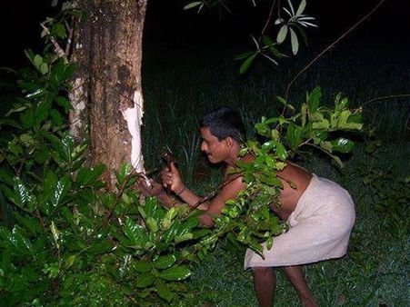 ಕ್ಯಾನ್ಸರ್ ಗುಣಪಡಿಸುವ ಹಾಲೆ ತೊಗಟಿಯ ಕಷಾಯಕ್ಕೆ ಭಾರೀ ಬೇಡಿಕೆ