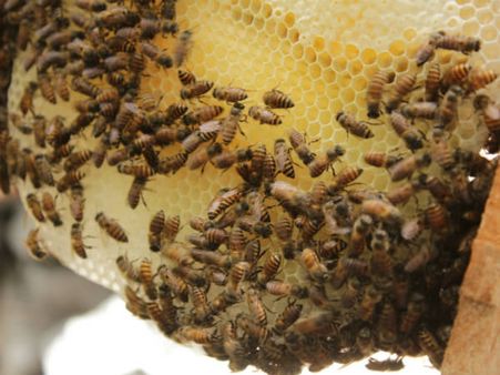 ಆಧುನಿಕತೆಯ ಹೊಡೆತದಲ್ಲಿ ಮರೆಯಾಗದಿರಲಿ ಕೊಡಗಿನ ಜೇನು