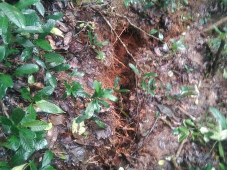 ಎದುರಾಗುತ್ತಿದೆ ಪಶ್ಚಿಮ ಘಟ್ಟದ ತಪ್ಪಲು ಕುಸಿಯುವ ಭೀತಿ!