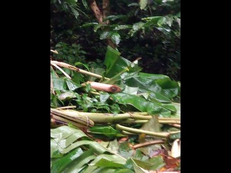 ಗುತ್ತಿಹಳ್ಳಿ ಗ್ರಾಮದಲ್ಲಿ 3 ಕಾಡಾನೆಗಳ ಕಾಟಕ್ಕೆ ಬೇಸತ್ತ ಗ್ರಾಮಸ್ಥರು