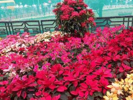 ಲಾಲ್‌ಬಾಗ್‌ ದುಬಾರಿ ಶುಲ್ಕ ನಿಗದಿಗೆ ಪುಷ್ಪ ಪ್ರಿಯರ ಭಾರಿ ವಿರೋಧ