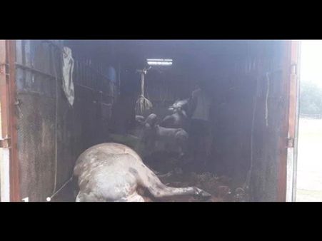 ಕಂಟೇನರ್ ನಲ್ಲಿ ಸಾಗಿಸುತ್ತಿದ್ದ 20ಕ್ಕೂ ಅಧಿಕ ಜಾನುವಾರುಗಳ ರಕ್ಷಣೆ