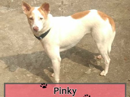 ಮಂಗಳೂರಿನ ಪಿಂಕಿ 'ಕ್ಯೂಟೆಸ್ಟ್ ಇಂಡಿಯನ್ ಡಾಗ್ ಅಲೈವ್' ಫೈನಲಿಸ್ಟ್