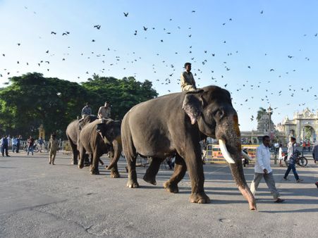 ಸಾಂಸ್ಕೃತಿಕ ನಗರಿ ಮೈಸೂರಿನಲ್ಲಿ ದಸರಾ ಆನೆಗಳ ದಿನಚರಿ ಹೇಗಿದೆ ನೋಡಿ...