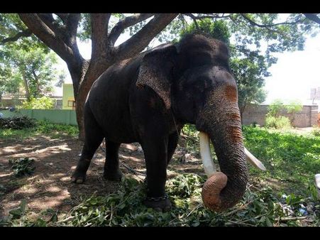 ವೈಭವದ ದಸರೆಗೆ ಮೊದಲ ಮುನ್ನುಡಿ: ಗಜಪಡೆಗೆ ಭವ್ಯ ಸ್ವಾಗತ